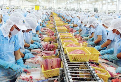 Pangasius fish being processed for export at a factory in the Mekong Delta (Photo: SGGP) Pangasius fish being processed for export at a factory in the Mekong Delta (Photo: SGGP)